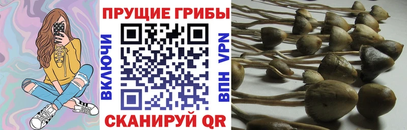 Галлюциногенные грибы Psilocybine cubensis  цена наркотик  Бобров 